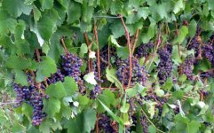 GrapesE.jpg