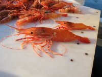 IMG_2204.sized.jpg IMG_2204.sized.jpg