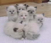 Kittens.jpg