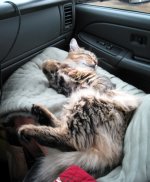 IzzySleepE.jpg
