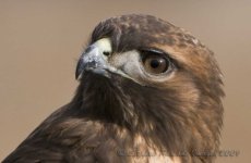 Redtail_DSC7576.sized.jpg