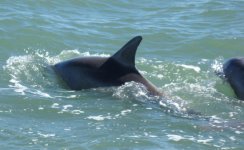 Dolphins2e.jpg