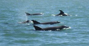 Dolphins3e.jpg