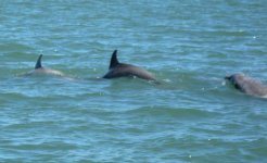 Dolphins4e.jpg