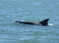 Dolphins6e.jpg