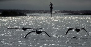 PelicansE.jpg