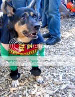 robin_dog.jpg