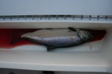 2008_081.sized.jpg