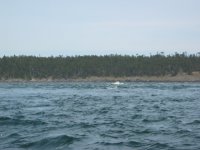 IMG_0775.sized.jpg