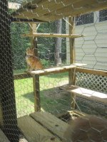 Kitty_Coop.sized.jpg