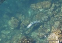 Fish%20Twin%20Tailed.jpg