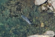 Fish%20Twin%20Tailed2.jpg