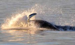 Orca_fishing.jpg