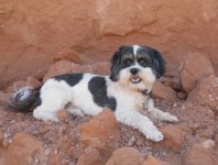 t+Anderson+Dog+of+the+Desert+at+The+Rincon+9-24-10.jpg