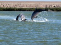 DolphinsJumpE.jpg