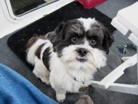 Baxter_in_Cockpit_at_Sucia_1_16_11.jpg