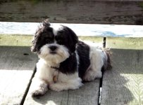 ter_Barrett_Anderson_Dog_of_the_Dock_1_16_11.sized.jpg