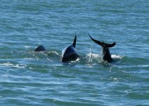 DolphinsE_004.jpg