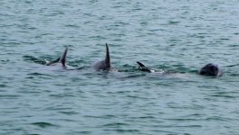 DolphinsE_005.jpg