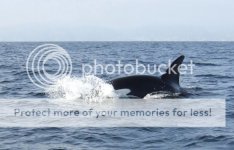 orca2800.jpg