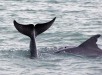 Dolphins1e.jpg