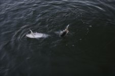 IMG_2740.sized.jpg
