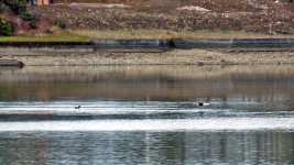 An_Eagle_heads_towards_a_little_duck.jpg