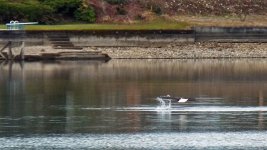 The_Duck_Disappears.jpg