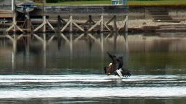 The_Eagles_Collide_on_opposite_headings.jpg