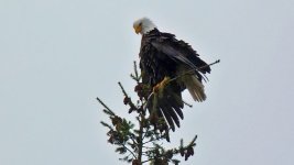 He_recovered_somewhat_in_a_tree.jpg
