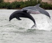 DolphinsJumpingE.jpg