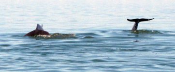 Dolphins1e_001.jpg