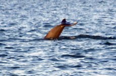 Tail1e.jpg