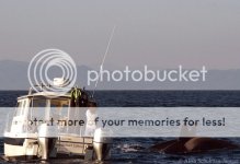 Orcas3-1.jpg