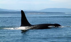 Whales2.jpg