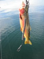 IMG_0135.sized.jpg