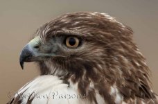 Redtail_Portrait_DSC6449.sized.jpg