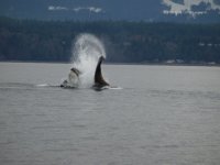 punted_Sealion_close_to_end.sized.jpg