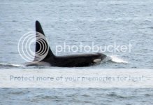 Orcas1_zps799a8738.jpg Orcas1_zps799a8738.jpg