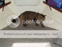 KittyApproved_zps1e8cedb6.jpg