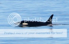 Whales2_zpsf99839d2.jpg