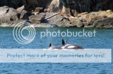 Whales3_zps1cfda946.jpg