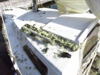 Evergreen_M15_3.sized.jpg