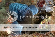 MerrysReef13_zps2da4658f.jpg