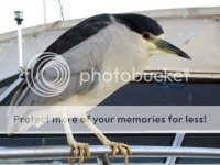 Black-crownedNightHeronsNycticoraxnycticorax.jpg