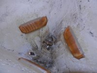 1200p_anchorlockershelfcleats.sized.jpg 1200p_anchorlockershelfcleats.sized.jpg