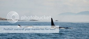 Whales3_zps2e963d7a.jpg