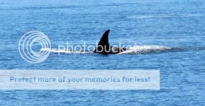 Whale_zps64fc4db0.jpg