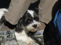Baxter_at_Langley_7_11_14.sized.jpg
