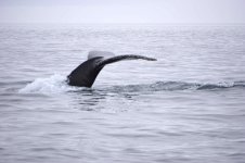 Whale_tail.jpg